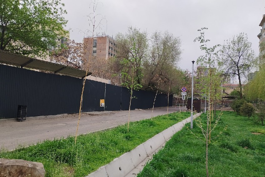 Засохшие березы в сквере имени Горького