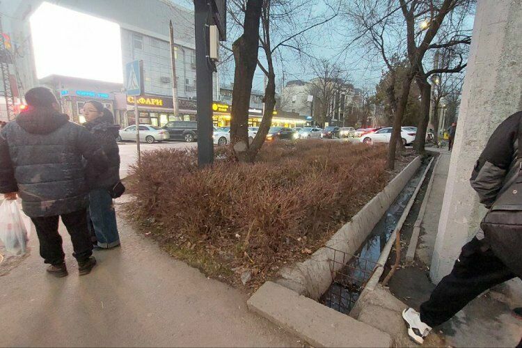 Такие кустарники были там раньше