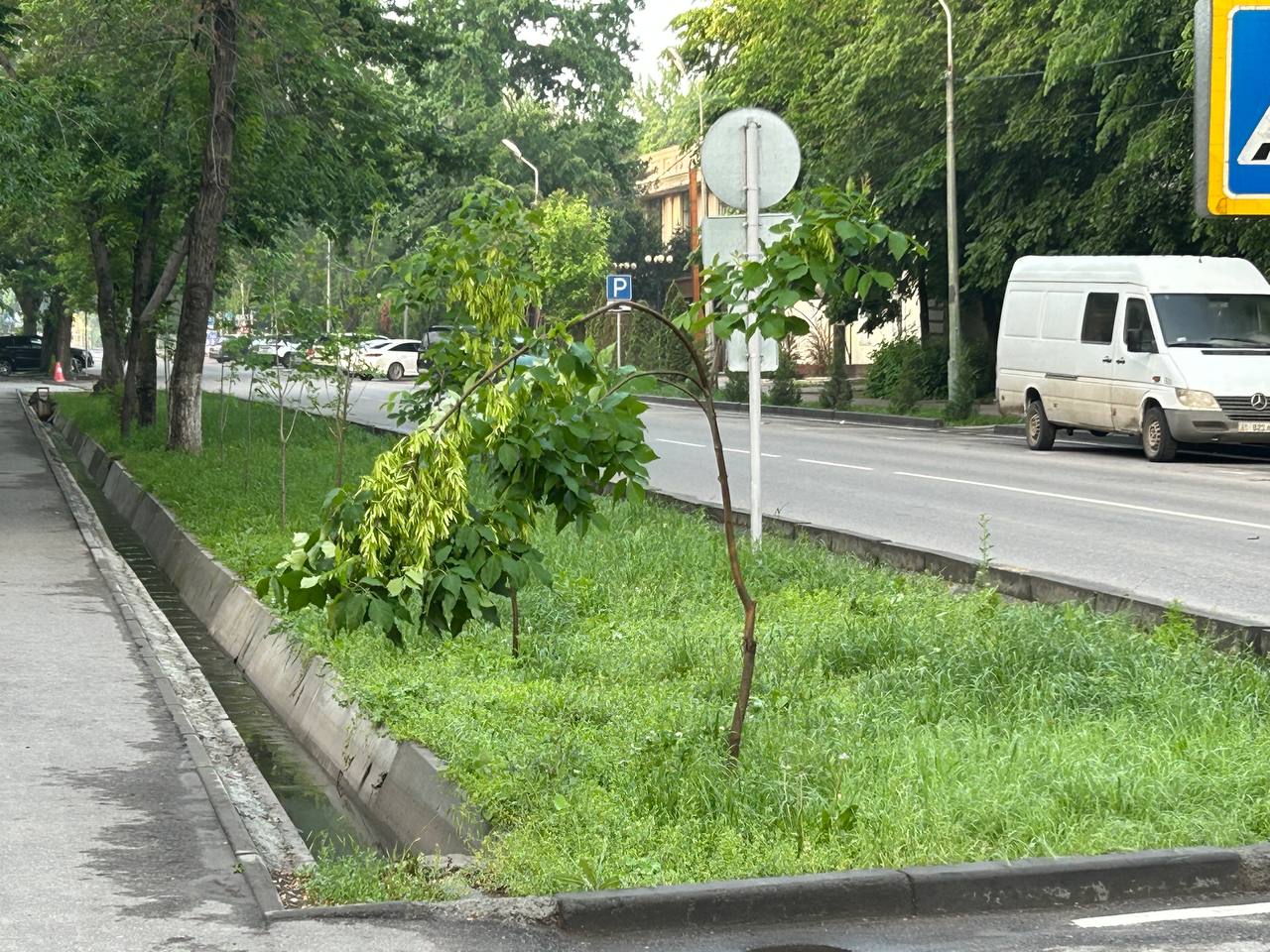 Саженцам нужна опора, иначе сломаются