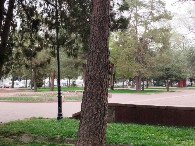 Бишкек, белка в сквере на площади Турдакуна Усубалиева, апрель 2026 года
