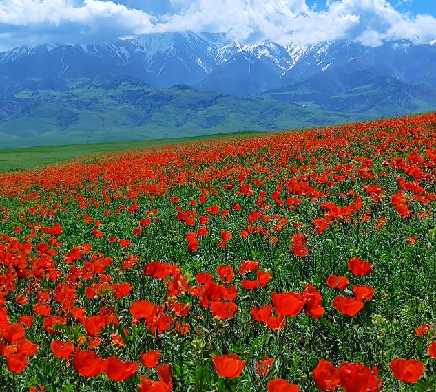 На холмистых взгорьях села Арчалы, Сокулукский район, 6 мая 2026 года