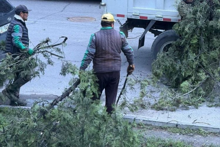 На фото деревья выглядят вполне зелеными и здоровыми