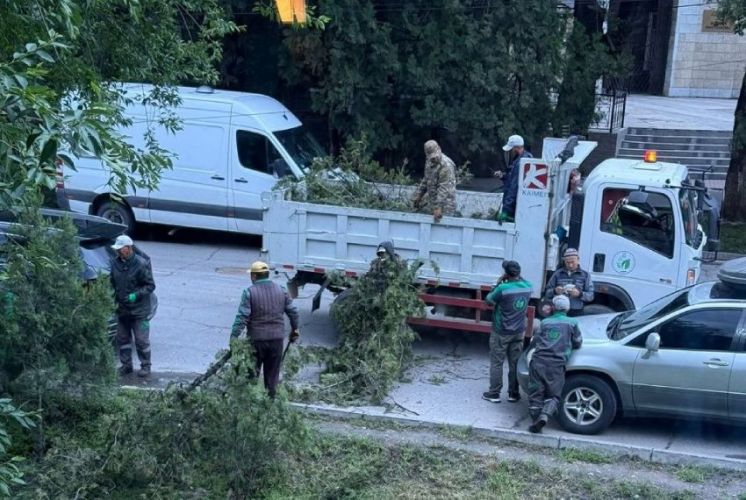 На фото деревья выглядят вполне зелеными и здоровыми