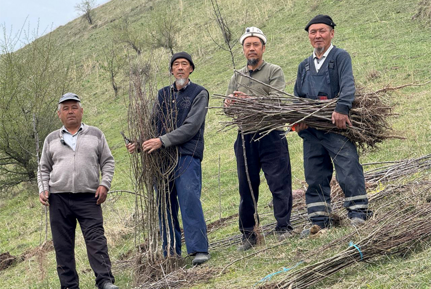 В четырех районах высадили более 400 тысяч саженцев