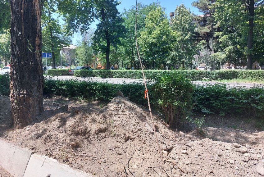 Саженцы высадили только недавно