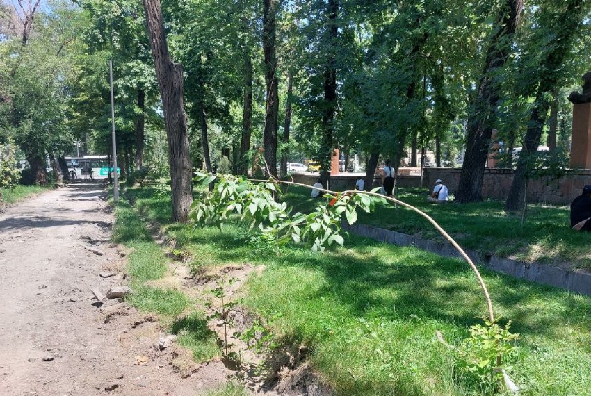 Саженцы высадили только недавно