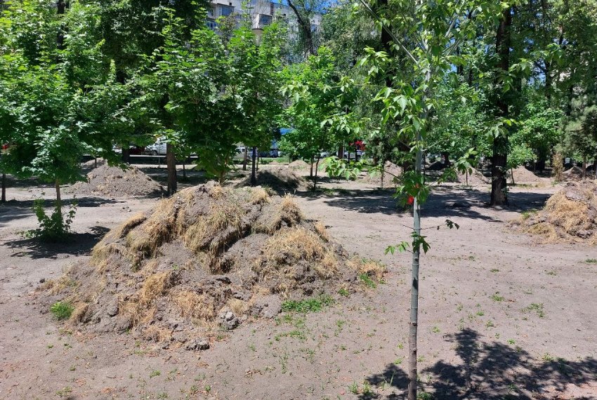 Верхний слой почвы наложен прямо на молодые саженцы