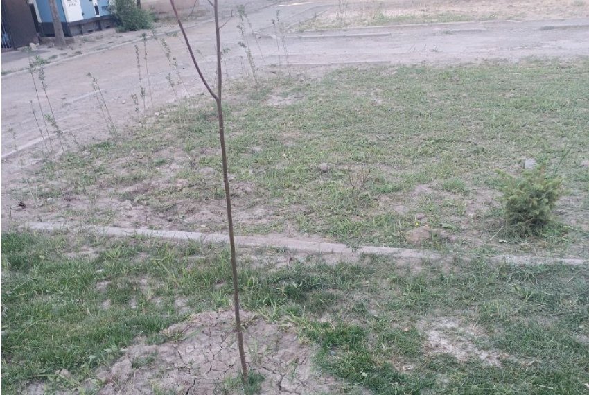 Бишкекчанин говорит, что после посадки за насаждениями никто не ухаживает