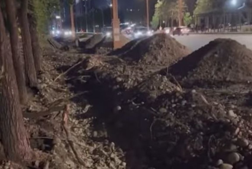 Корни деревьев явно повреждены