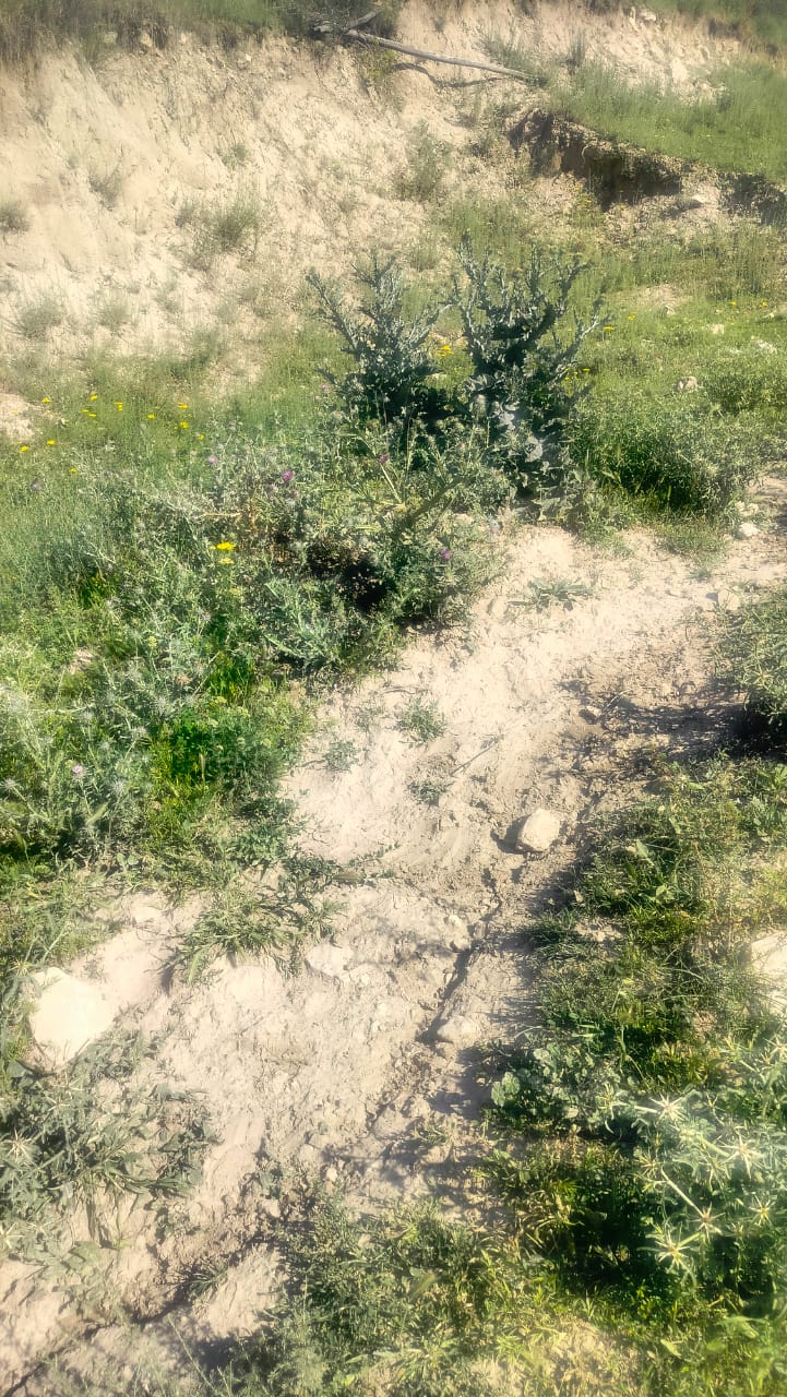 Специалисты оценили ущерб, причиненный пастбищным землям, в 84 тысячи 200 сомов