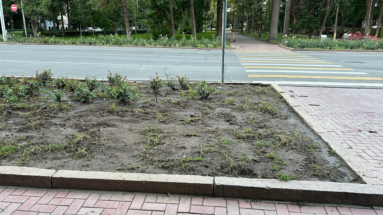 Спасти клумбы с розами призывают мэрию Бишкека
