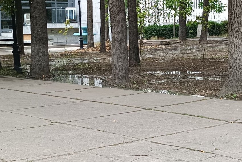Нынешнее состояние Дубового парка, по словам эколога, связано не с одной причиной, а с комплексом ошибок в уходе