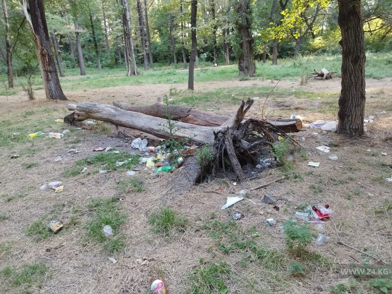 В Карагачевой роще