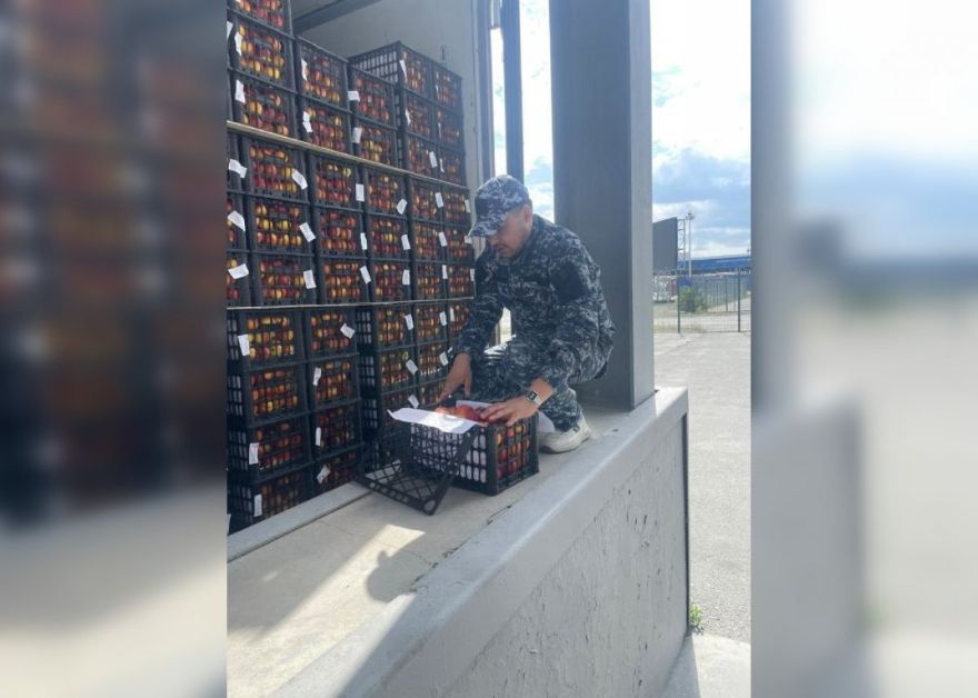 Фитосанитарный контроль Казахстана не разрешил ввоз черешни и сливы из Кыргызстана