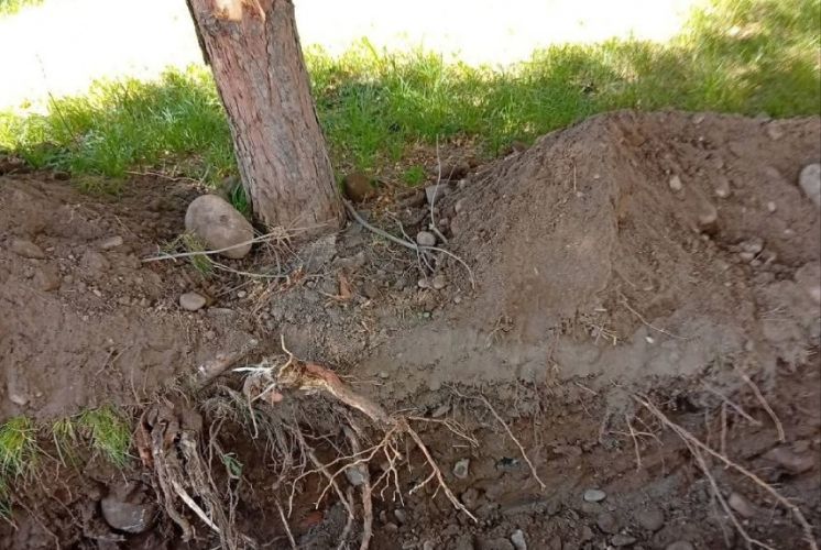 Корни деревьев повреждаются при работе экскаватора