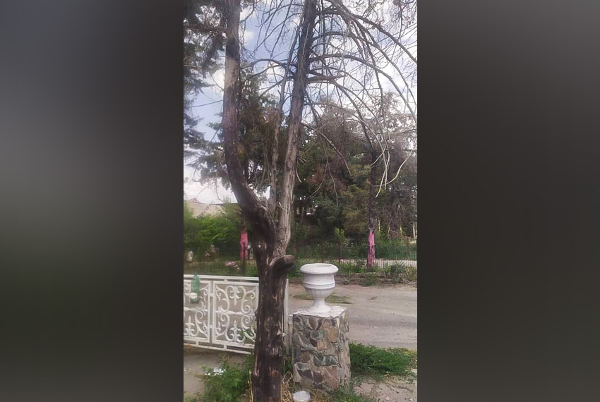 Одной из причин проблемы стало отсутствие арычного полива