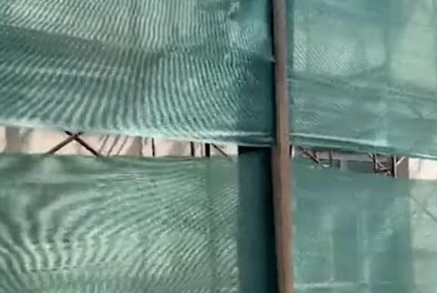 В каждый ствол четырех деревьев вбито около восьми-десяти гвоздей