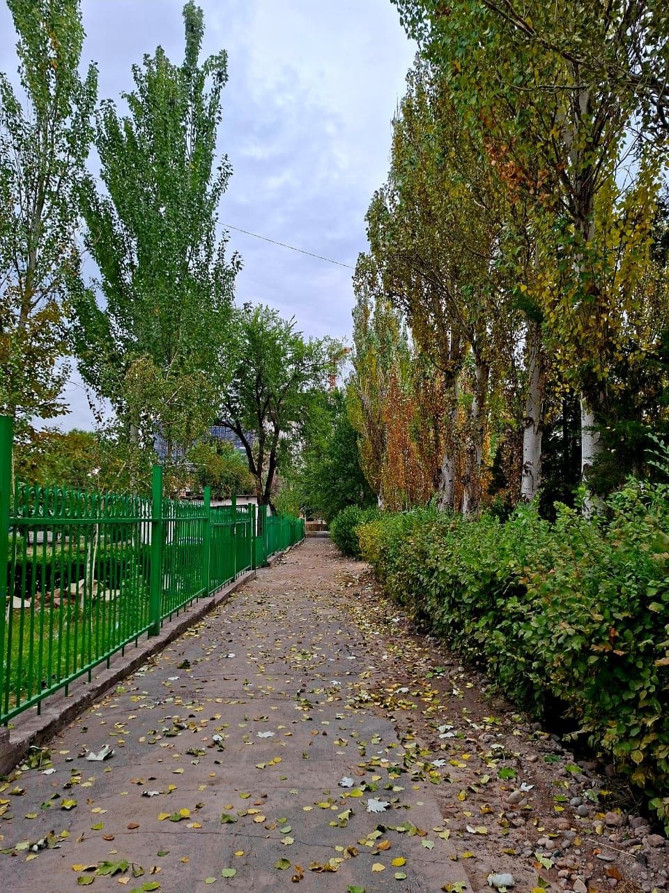 Раньше за этим участком ухаживал мураб
