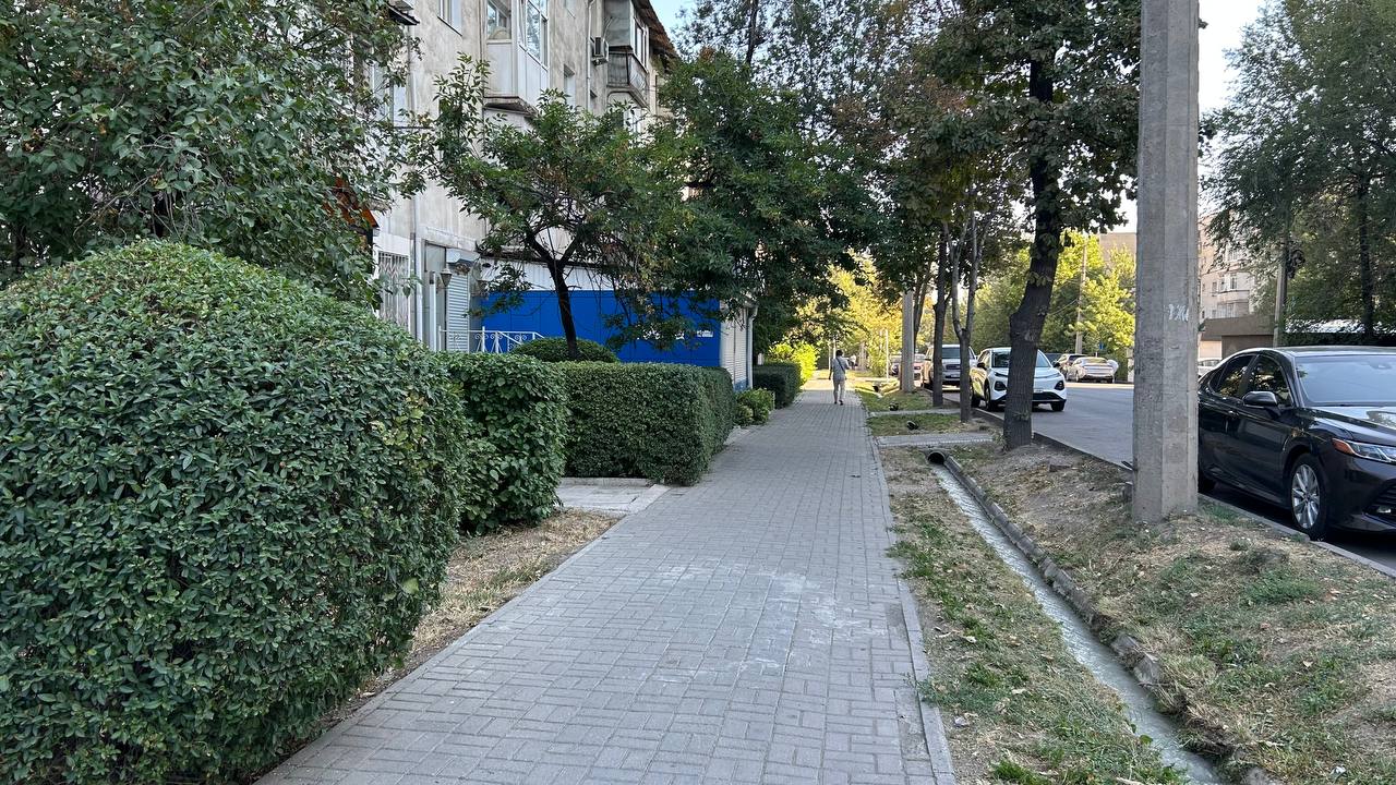 Как ухаживают за деревьями бизнес и мэрия в одном фото