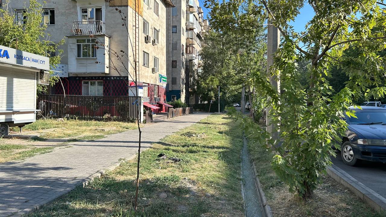 В Бишкеке на улице Тыныстанова погибли практически все высаженные весной саженцы