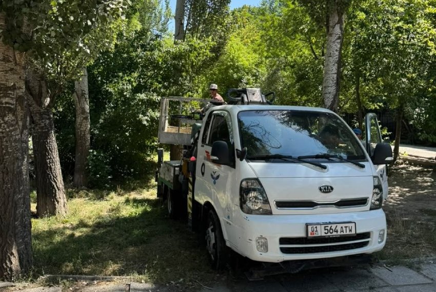 По словам очевидцев, одно из деревьев не успели полностью спилить. На месте остался поврежденный ствол