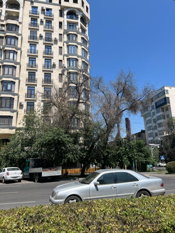 Аварийное дерево в Бишкеке