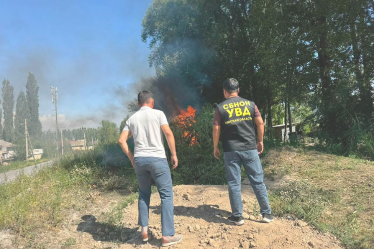 За пять дней в регионе уничтожили более 2 тонн конопли
