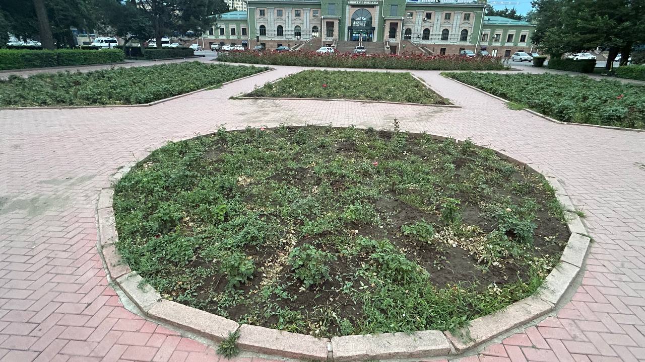 Другие бишкекские клумбы представляют из себя жалкое зрелище