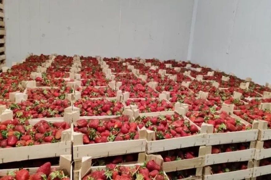 В два раза выросли поставки ягод из Кыргызстана в Кировскую область России