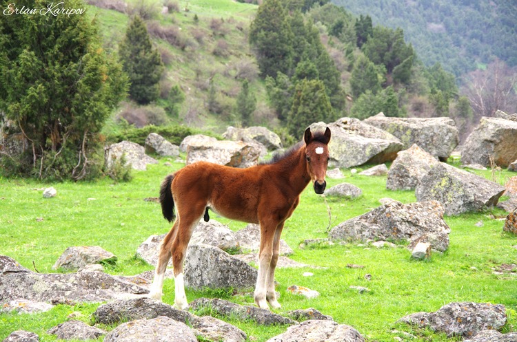 Эрлан Карипов. Ущелье Аламедин