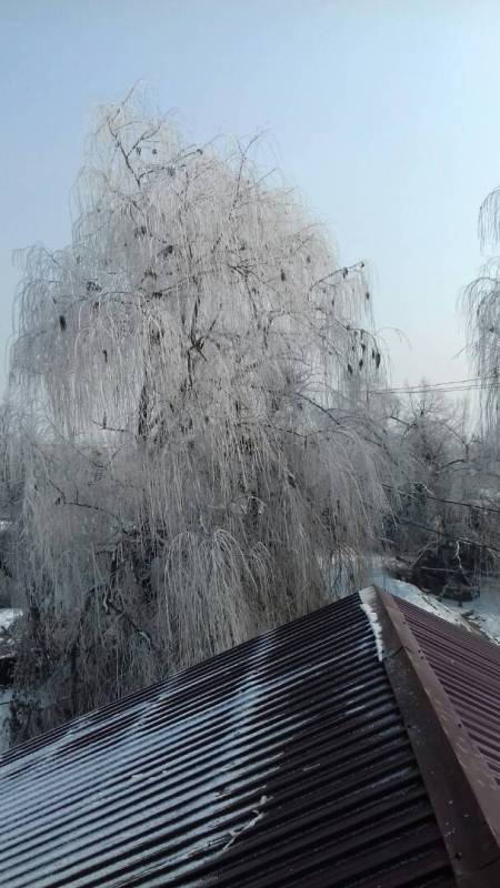 Жумагуль Тентиевой. Дерево у дома