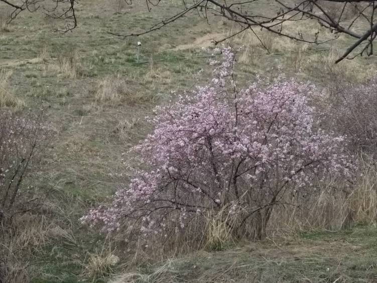 Жумагуль Тентиева. Сулайман-Тоо, город Ош, 10-11 марта