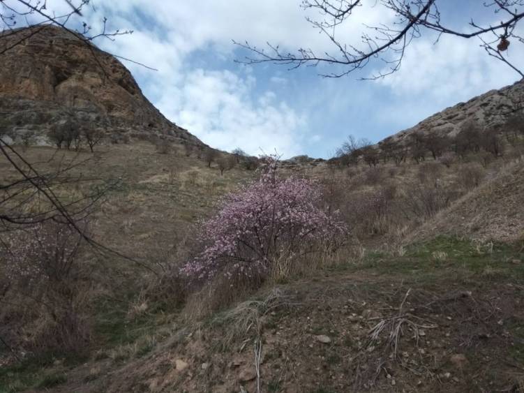 Жумагуль Тентиева. Сулайман-Тоо, город Ош, 10-11 марта