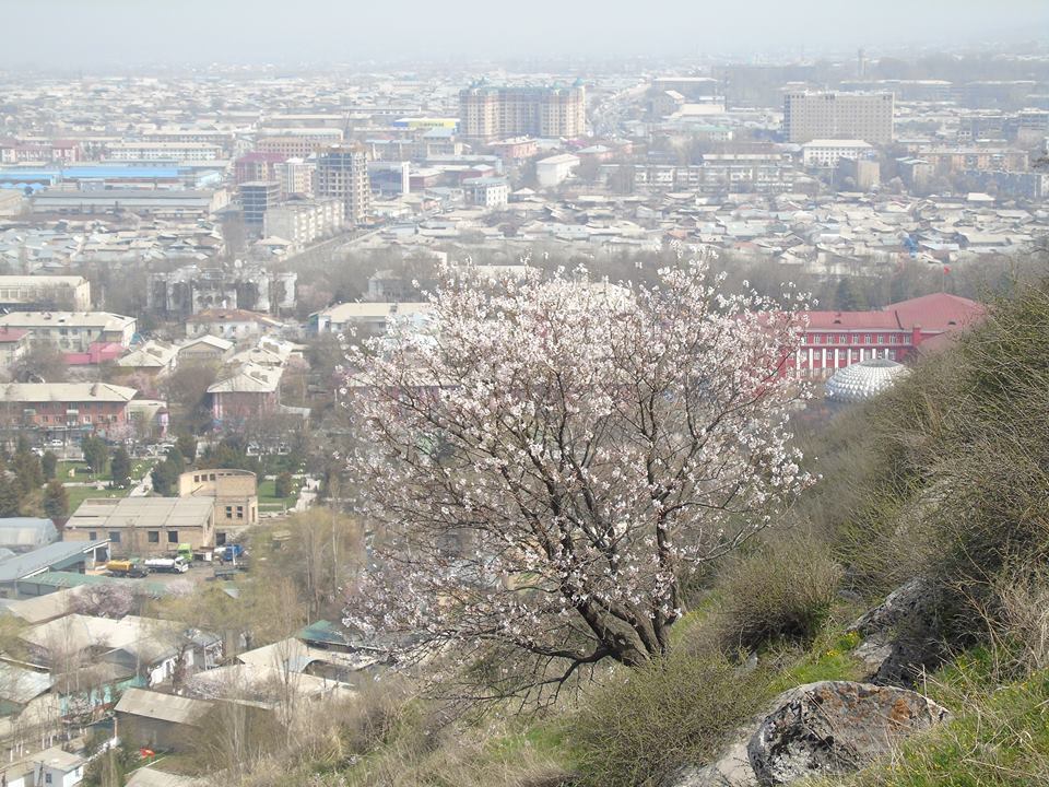 Мамасалы Ташматова. Панорама города Ош с горы Сулайман-Тоо