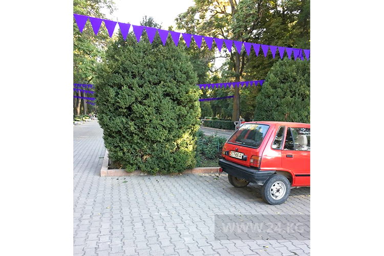 читателя. Чудаки парковки